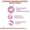 Royal canin fhn kitten Instinctive želė - šlapias maistas kačiukams - 12x85g