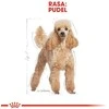 Royal canin poodle 1,5kg
