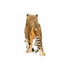 SCHLEICH WILD LIFE Tigras