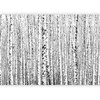 Artgeist Fototapetas - Birch forest