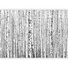 Artgeist Fototapetas - Birch forest