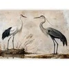 Artgeist Fototapetas - Birds from an old engraving - vintage-style illustration depicting a heron and a crane