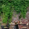 Artgeist Fototapetas - Brick and ivy