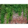 Artgeist Fototapetas - Brick and ivy