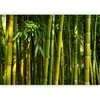 Artgeist Fototapetas - Eucalyptus alley – bamboo grove in juicy žalias tone