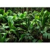 Artgeist Fototapetas - Freshness of the Jungle