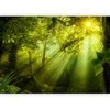 Artgeist Fototapetas - In a Secret Forest
