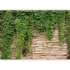 Artgeist Fototapetas - Ivy wall