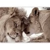 Artgeist Fototapetas - Lion Tenderness (Sepia)