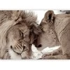 Artgeist Fototapetas - Lion Tenderness (Sepia)