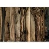Artgeist Fototapetas - Olive Wood