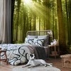 Artgeist Fototapetas - Pine forest – dense woodland in morning sunlight