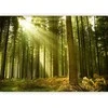 Artgeist Fototapetas - Pine forest – dense woodland in morning sunlight