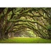 Artgeist Fototapetas - Tree embrace