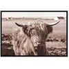 Artgeist Paveikslas - A Scottish Cow in Sepia