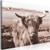 Artgeist Paveikslas - A Scottish Cow in Sepia