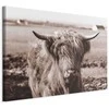 Artgeist Paveikslas - A Scottish Cow in Sepia