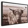 Artgeist Paveikslas - A Scottish Cow in Sepia