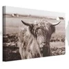 Artgeist Paveikslas - A Scottish Cow in Sepia