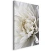 Artgeist Paveikslas - Baltas Dahlia