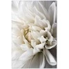 Artgeist Paveikslas - Baltas Dahlia