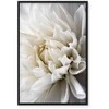 Artgeist Paveikslas - Baltas Dahlia