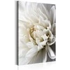 Artgeist Paveikslas - Baltas Dahlia