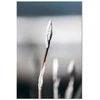 Artgeist Paveikslas - Botanical Minimalism (1 Part) Vertical
