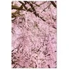 Artgeist Paveikslas - Cherry Tree (1 Part) Vertical