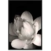 Artgeist Paveikslas - Delicacy of Petals in Nature (1-part) - Flower in Juodas and Baltas