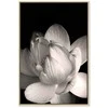Artgeist Paveikslas - Delicacy of Petals in Nature (1-part) - Flower in Juodas and Baltas