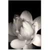 Artgeist Paveikslas - Delicacy of Petals in Nature (1-part) - Flower in Juodas and Baltas