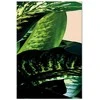 Artgeist Paveikslas - Dieffenbachia (1 Part) Vertical