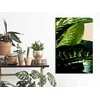 Artgeist Paveikslas - Dieffenbachia (1 Part) Vertical