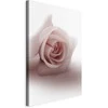 Artgeist Paveikslas - Floral Glamour Glow (1-part) - Delicate and Pastel Rožinė Rose