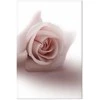 Artgeist Paveikslas - Floral Glamour Glow (1-part) - Delicate and Pastel Rožinė Rose