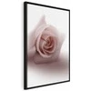 Artgeist Paveikslas - Floral Glamour Glow (1-part) - Delicate and Pastel Rožinė Rose
