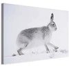 Artgeist Paveikslas - Hare (1 Part) Wide