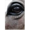 Artgeist Paveikslas - Honest Eyes (1 Part) Vertical