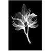 Artgeist Paveikslas - Night Flower (1 Part) Vertical