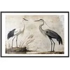 Artgeist Plakatas - Birds from an Old Engraving - vintage-style illustration of a heron and a crane