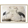 Artgeist Plakatas - Birds from an Old Engraving - vintage-style illustration of a heron and a crane