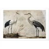 Artgeist Plakatas - Birds from an Old Engraving - vintage-style illustration of a heron and a crane
