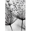 Artgeist Plakatas - Macro Dew