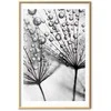 Artgeist Plakatas - Macro Dew