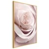 Artgeist Plakatas - Porcelain Rose