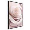 Artgeist Plakatas - Porcelain Rose