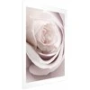 Artgeist Plakatas - Porcelain Rose