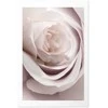 Artgeist Plakatas - Porcelain Rose