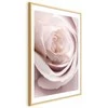 Artgeist Plakatas - Porcelain Rose